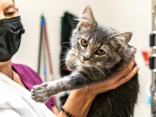 Gray cat being held by veterinarian