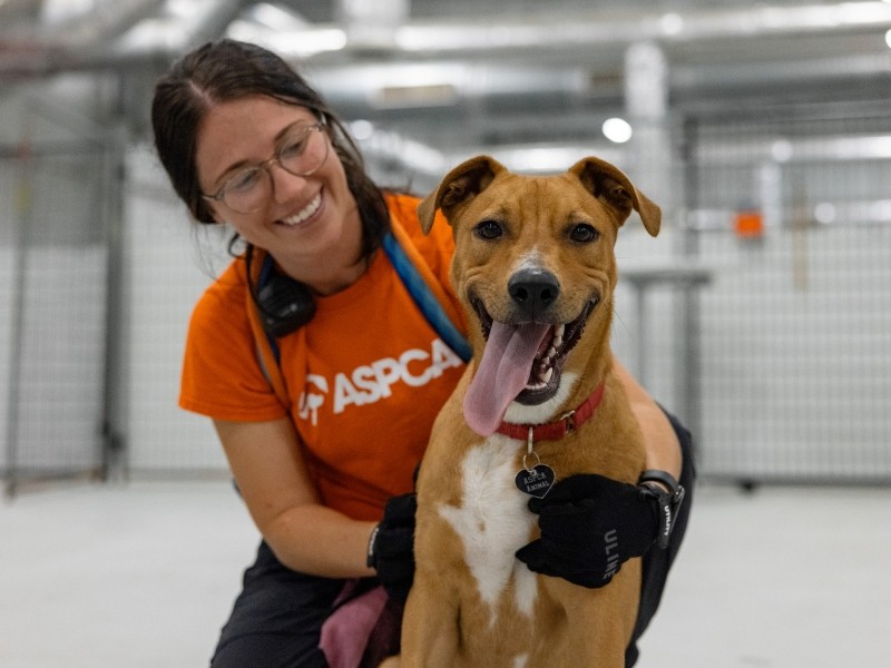ASPCA volunteer petting a dog