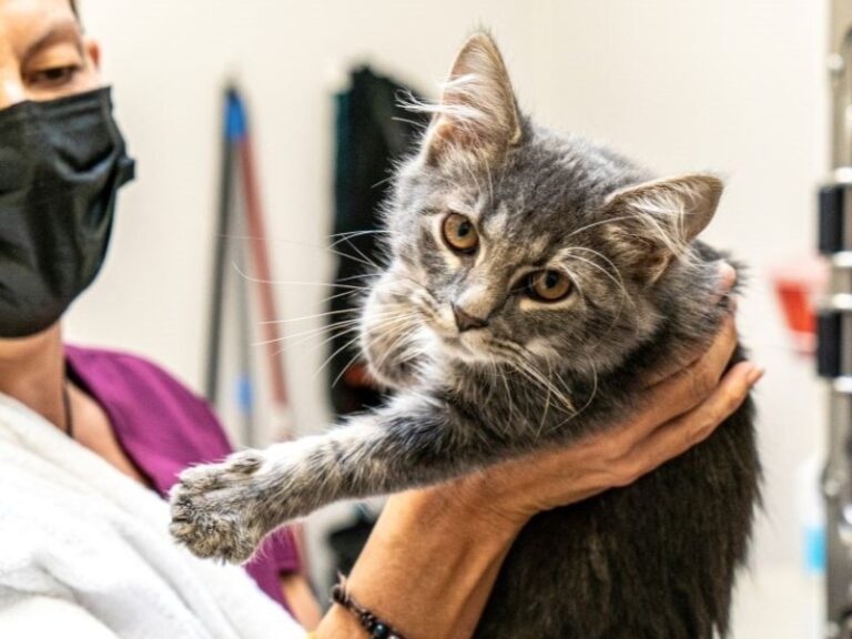 Gray cat being held by veterinarian
